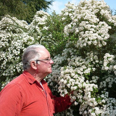 An older man in a red shirt stands beside a large shrub covered in clusters of small white flowers, outdoors on a sunny day.