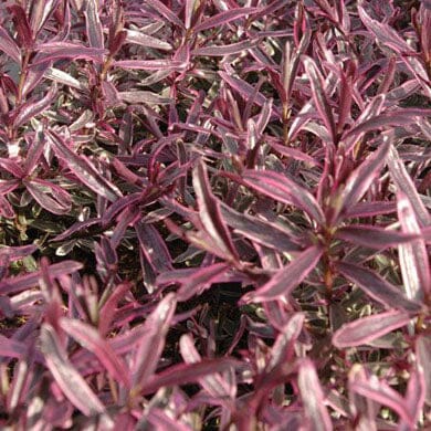 Dense cluster of pink and green variegated leaves with elongated, pointed shapes. The foliage appears vibrant and glossy, creating a colorful, textured ground cover.