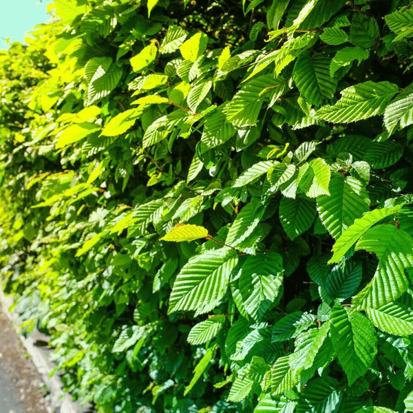 Bright green hornbeam leaves form a dense, sunlit hedge along a path, with sunlight highlighting the textured, serrated foliage.