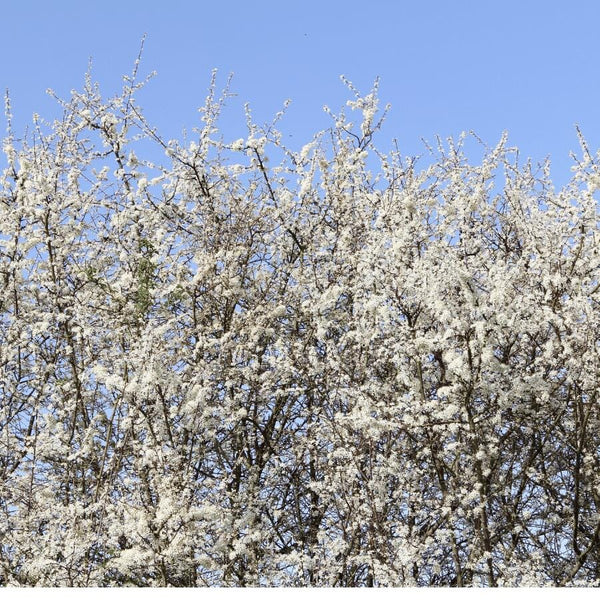 White blossoms cover the branches of a tree against a clear blue sky, creating a dense and vibrant display of springtime flowers.