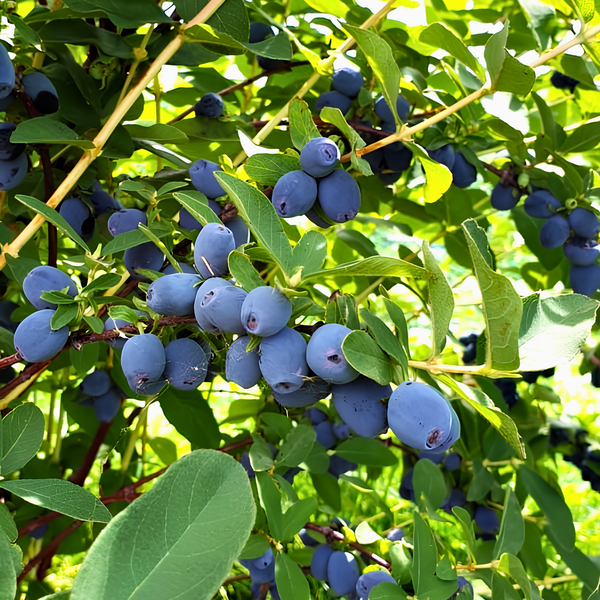 Clusters of ripe, blue honeysuckle berries hang from green leafy branches, illuminated by bright sunlight in a lush garden setting.