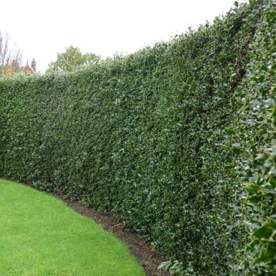 A tall, dense green hedge forms a natural fence along the edge of a well-maintained lawn, with clear boundaries between the grass and the soil at the hedge base.