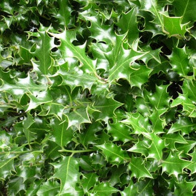 Glossy green holly leaves with sharp, spiky edges densely covering a shrub, reflecting light and overlapping each other.