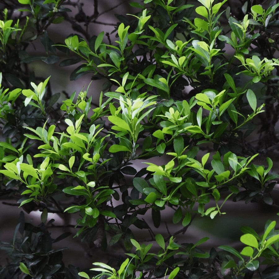 Green leaves on a bush with various shades of light and dark foliage, creating a dense and natural texture in the image.
