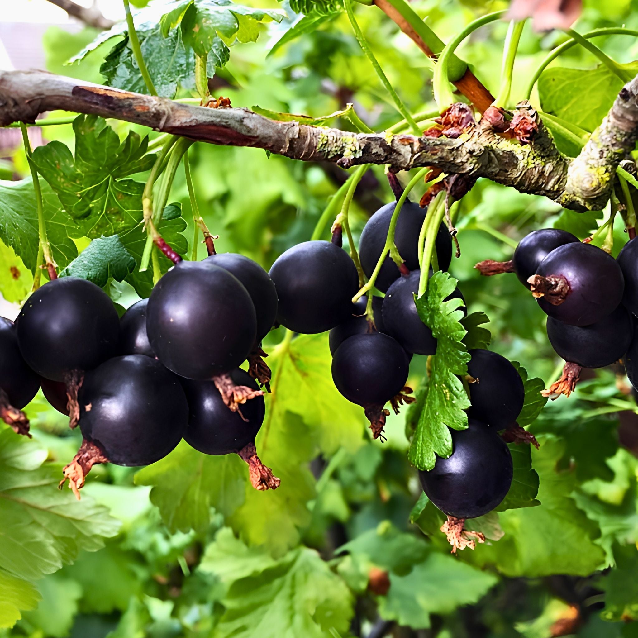 Clusters of ripe blackcurrants hang from leafy branches, surrounded by vibrant green foliage in natural sunlight.