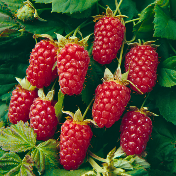 Several ripe and unripe loganberries hanging from green stems, with deep red and purple colors and bumpy textured skin, surrounded by green leaves.
