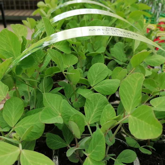 Young green pea plants growing in small pots, with clear plastic labels arched above them, displaying information about the plant variety.