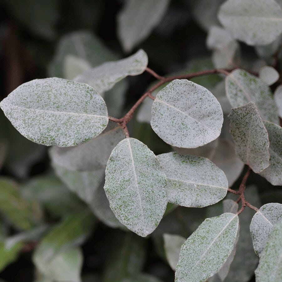 A close-up of several oval-shaped, green leaves covered with a white, powdery substance on their surfaces, possibly indicating a fungal infection or mildew. The background is blurred foliage.