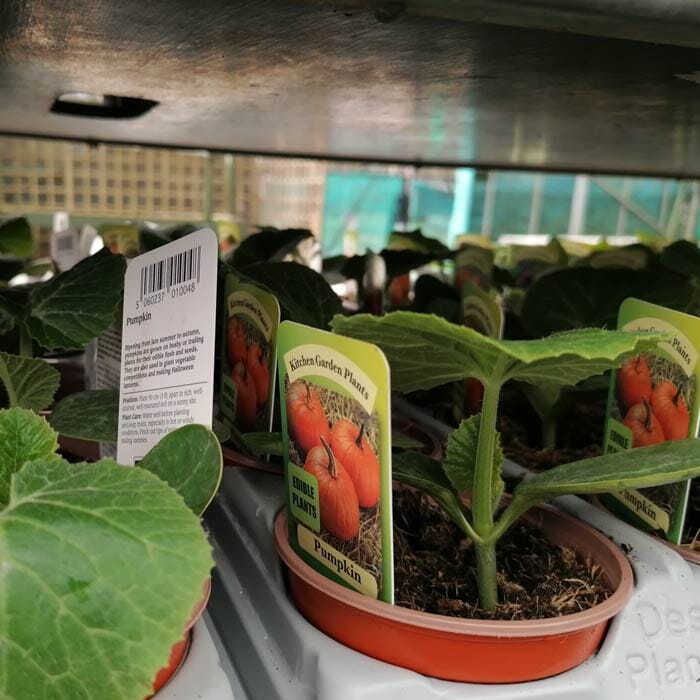 Small potted pumpkin plants with green leaves are displayed on a shelf. Plant labels show an image of pumpkins and the word “Pumpkin.” The background features a greenhouse setting.
