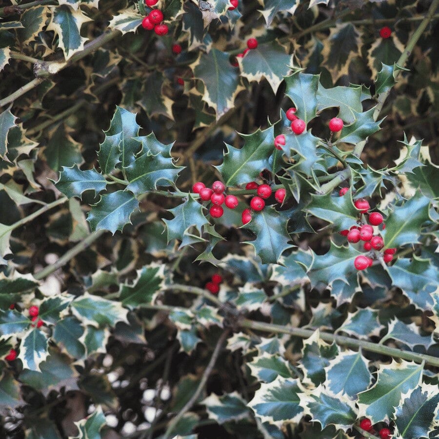 Holly bush with spiky green and cream-edged leaves and clusters of bright red berries. The foliage is dense, filling the image with vibrant color and texture.