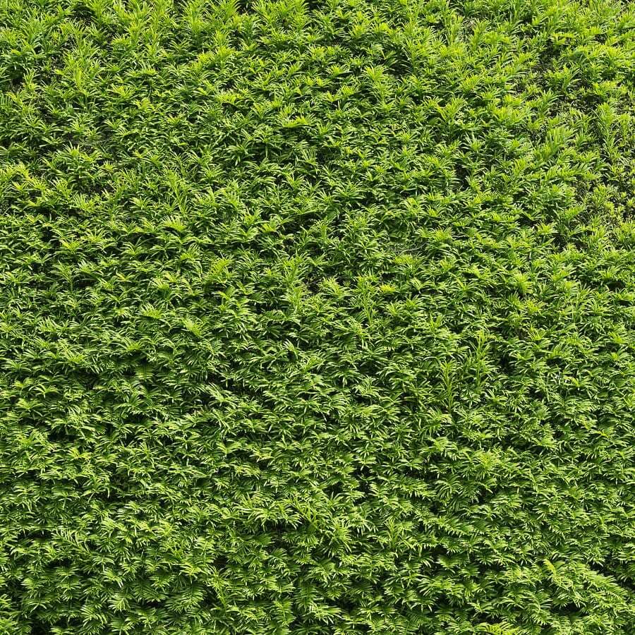 Dense, vibrant green hedge with tightly packed leaves, forming a lush, uniform wall of foliage. The plants appear healthy, creating a natural, textured background.