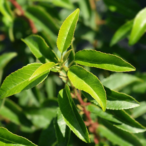 Close-up of glossy, elongated green leaves with pointed tips and serrated edges, growing from reddish stems, against a blurred green background.