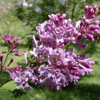 A close-up of a lilac branch with clusters of small, purple flowers and buds, set against a blurred green background.