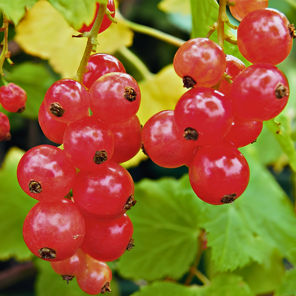 Close-up of clusters of ripe red currants hanging from stems, with green leaves and blurred yellow foliage in the background. The berries are glossy and vibrant.