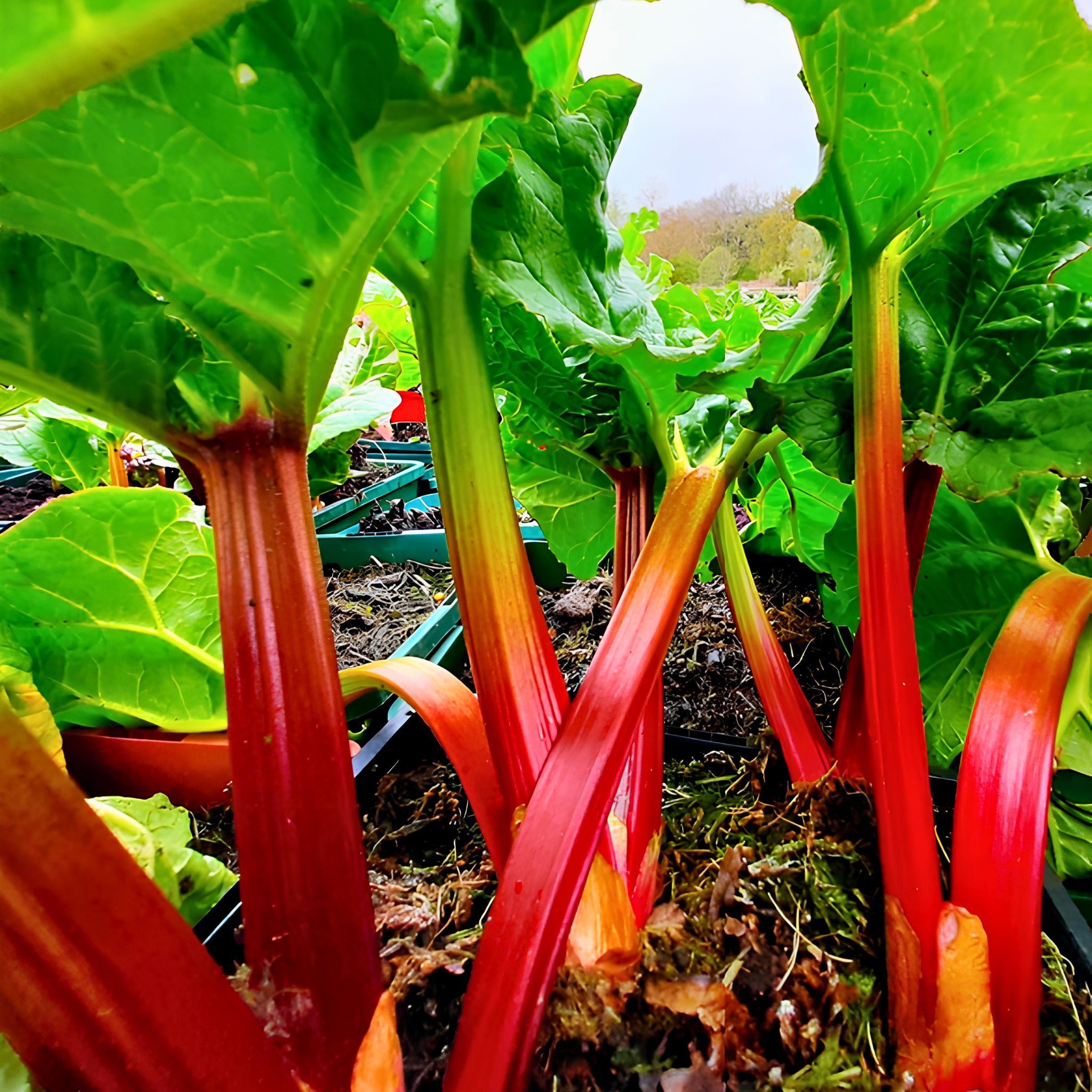 Bright red rhubarb stalks with large green leaves growing in soil, photographed from a low angle in an outdoor garden.