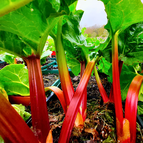 Bright red rhubarb stalks with large green leaves growing in soil, photographed from a low angle in an outdoor garden.