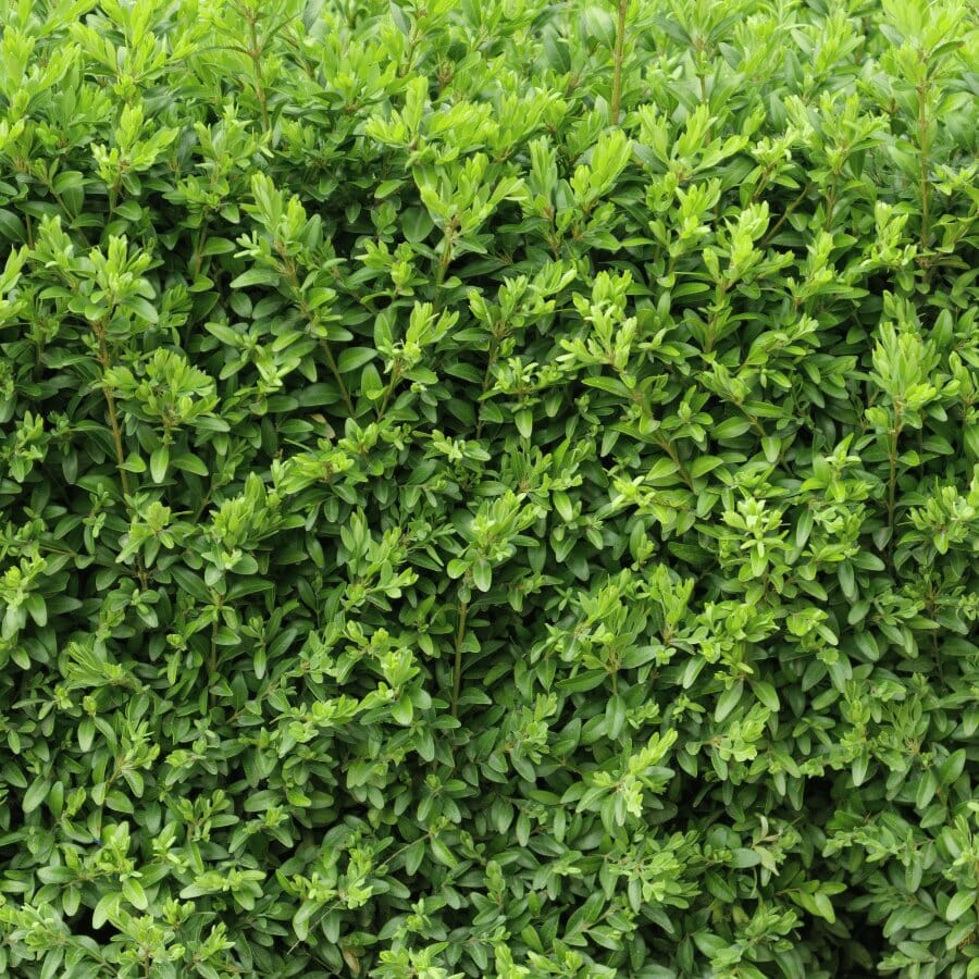 Dense green hedge with small, vibrant leaves closely packed together, creating a lush and natural background of fresh foliage.