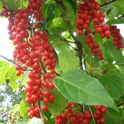 Clusters of bright red berries hang from vines with large green leaves in an outdoor setting.