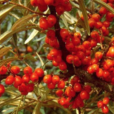 Clusters of bright orange berries grow densely on woody branches with narrow, elongated green leaves in the background.