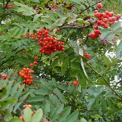 Clusters of small, bright red berries growing on a leafy green branch of a tree, surrounded by dense green foliage.
