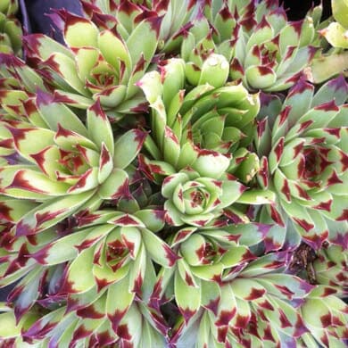 A cluster of green succulent plants with pointed leaves, each tipped with deep red coloring, forming dense rosettes.