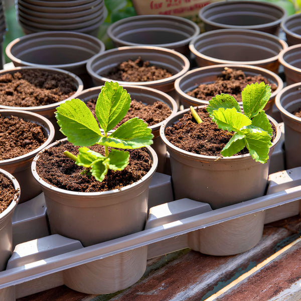 A black plastic seedling tray with multiple small square pots, one pot is lifted and placed on top of the others, showing the individual container design for plant propagation.