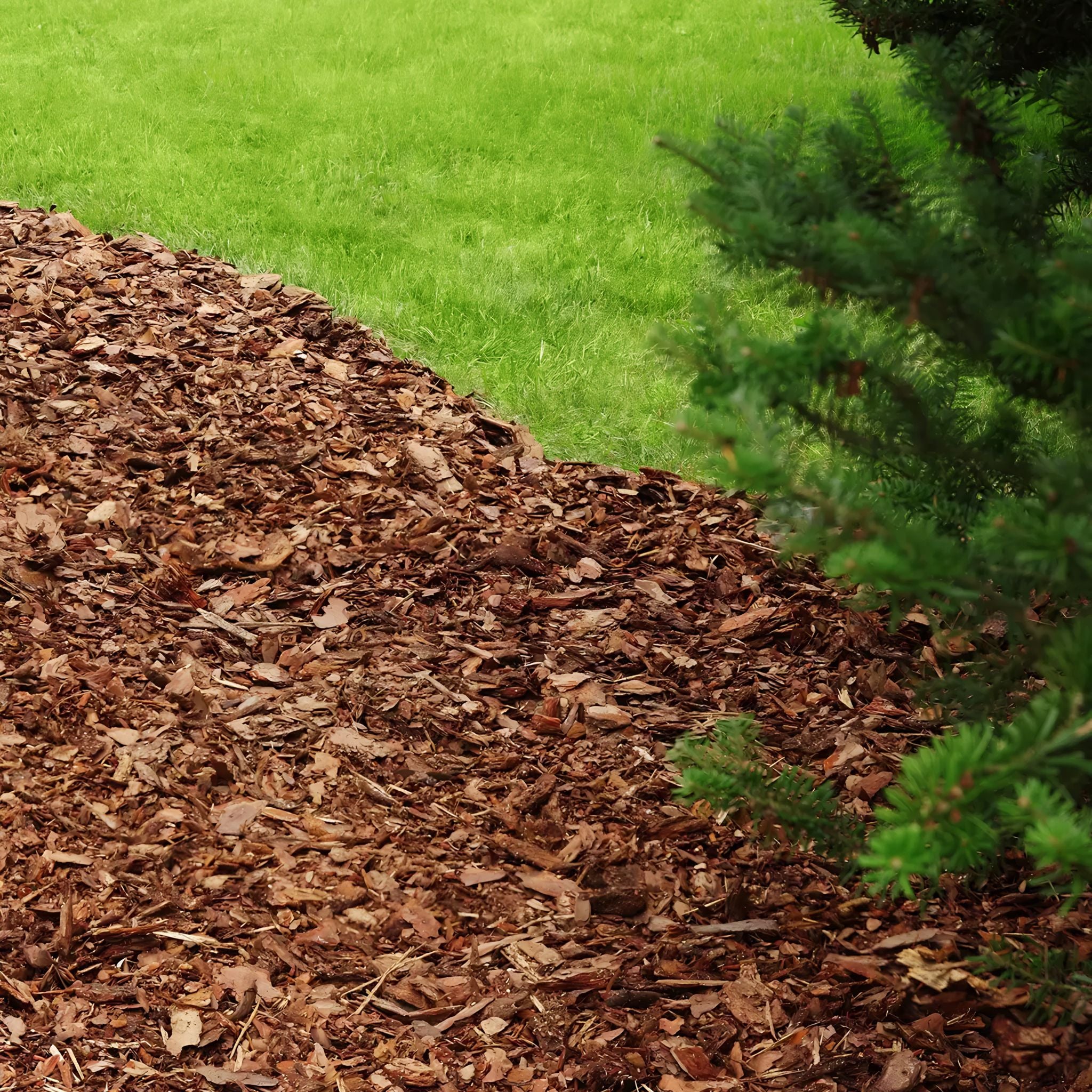A patch of brown wood mulch covers the ground next to green grass and the branches of an evergreen shrub on the right side.