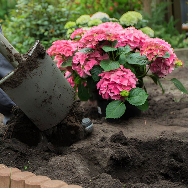 A large purple bag of Westland Ericaceous Planting & Potting Mix stands outdoors among green plants. The bag is labeled for supporting plant health and promotes nourishing and protecting plan