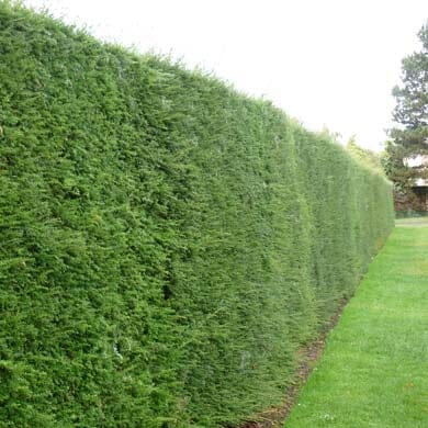 Tall, dense green hedge running alongside a grassy lawn, trimmed neatly with trees visible in the background under a bright sky.