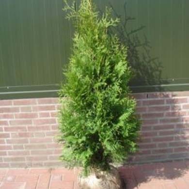 A young evergreen tree with dense green foliage stands on a paved surface, its roots wrapped in burlap, against a brick wall and green metal fence.