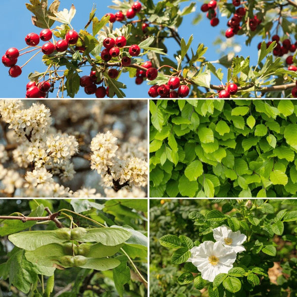 A collage showing red berries on a branch, white clustered flowers, bright green leafy foliage, winged seeds, and a single white rose-like flower against green leaves.