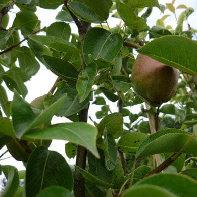 Close-up of green leaves and a single brownish pear growing on a tree, partially hidden among the foliage. The sky is visible through gaps in the leaves.