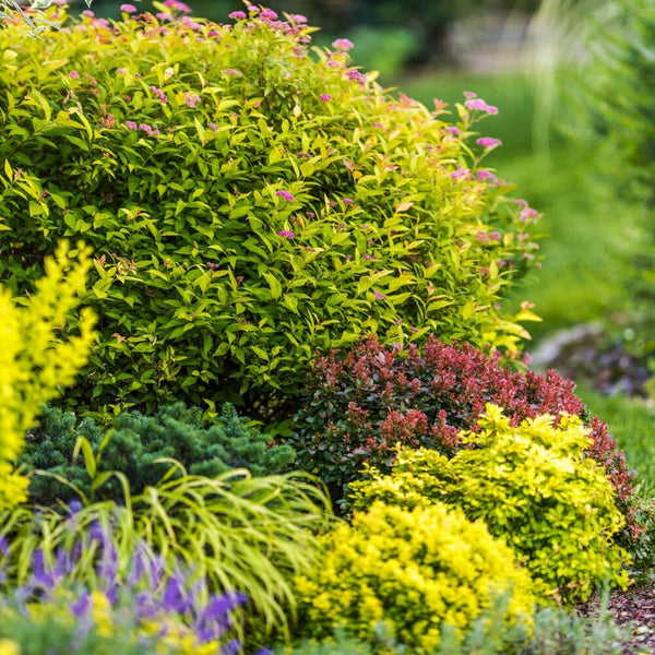 A vibrant garden with various shrubs and bushes in shades of green, yellow, and red, surrounded by grass and other small plants, creating a colorful, lush landscape.