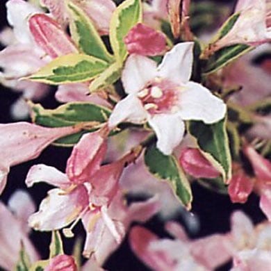 Close-up of light pink, star-shaped flowers with yellow-green variegated leaves on a shrub, set against a dark background.