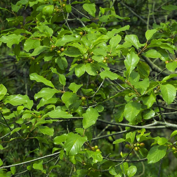 Branches of a bushy plant with clusters of shiny green leaves and small round greenish-brown berries, set against a natural outdoor background.