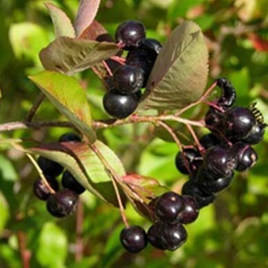 A close-up of dark purple chokeberries hanging in clusters from a branch with green and reddish leaves, set against a blurred green background.