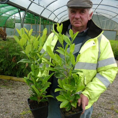 An older man in a cap and yellow safety jacket holds two potted green plants inside a greenhouse.