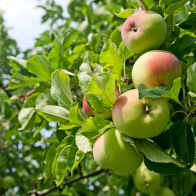 Several green apples with a hint of red blush grow in a cluster on a tree branch, surrounded by lush green leaves in bright natural sunlight.