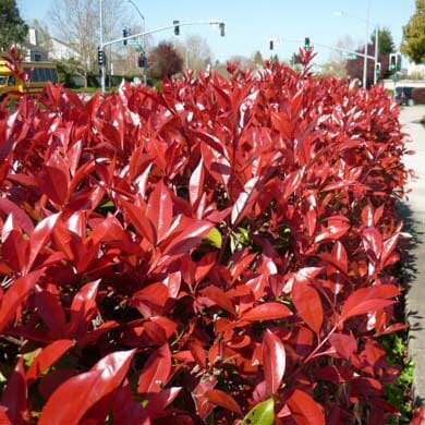 A dense hedge of bright red-leaved shrubs lines a sidewalk near a street intersection with traffic lights and passing cars in the background.