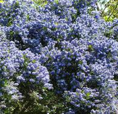 A bush covered in dense clusters of small, vibrant purple-blue flowers with green foliage visible among the blooms, all lit by sunlight.