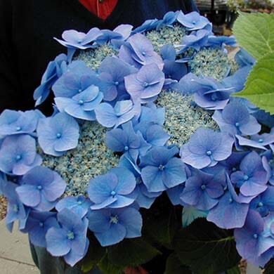 A person holds a large bouquet of vibrant blue hydrangea flowers with clusters of small and large blooms and green leaves visible at the edge.