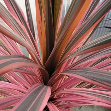 A close-up of colorful spiky leaves of a plant, featuring shades of pink, green, and burgundy with striped patterns radiating outward from the center.