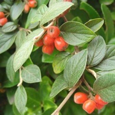 Branches with clusters of small, red berries and oval green leaves, set against a background of lush foliage.