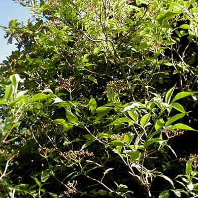 A dense elderberry shrub with clusters of small, green leaves and tiny, developing berries, set against a bright sky and lush background foliage.