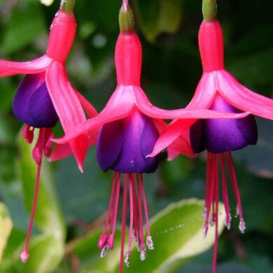 Three vibrant fuchsia flowers with pink and purple petals hang down against a blurred green leafy background.