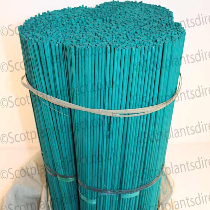 A large bundle of thin, teal-colored plant support sticks is held together with two plastic bands, standing upright against a light background.