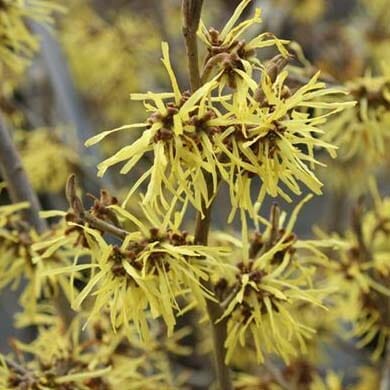 Close-up of witch hazel branches with clusters of yellow, ribbon-like flowers. The narrow petals create a spiky appearance against the brown stems.