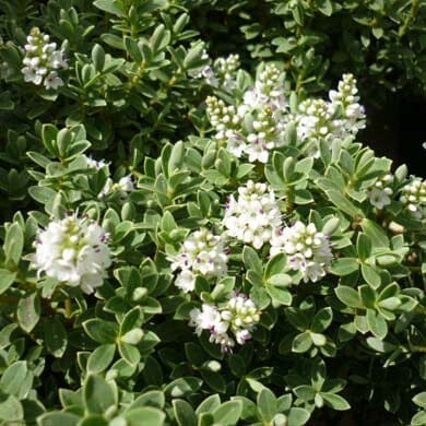 Close-up of dense green foliage with clusters of small, white flowers blooming among the leaves. The plants appear healthy and vibrant in natural light.