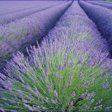 Rows of blooming lavender plants stretch into the distance, creating a vibrant purple and green landscape under natural light. The dense flowers give a sense of calm and beauty.