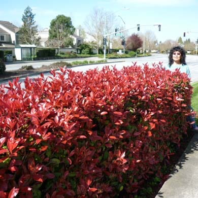 A woman stands on a sidewalk next to a neatly trimmed red-leaved hedge by a suburban street with houses, trees, and traffic lights in the background.